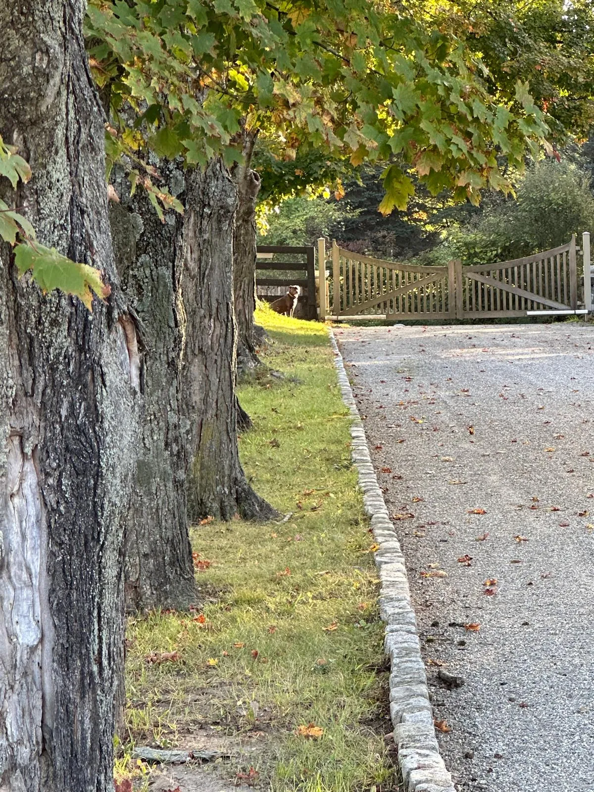 A gravel driveway with a stone edge and a wooden gate among trees