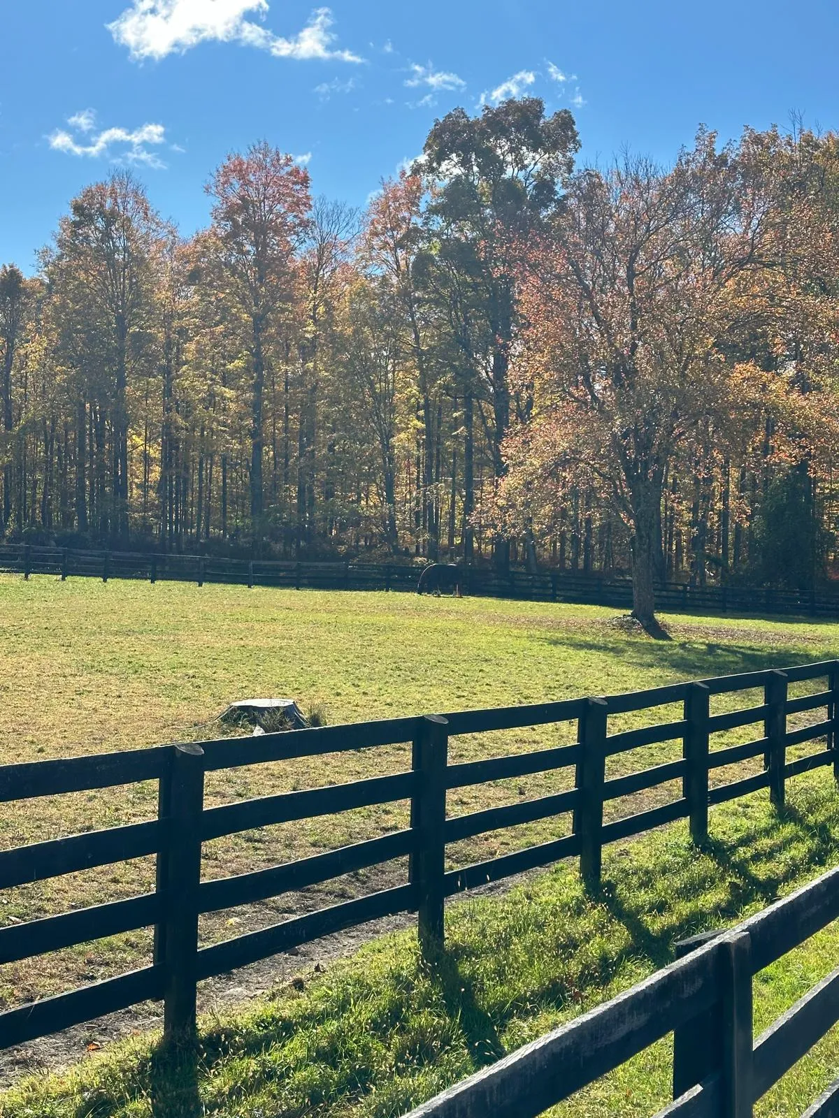 A green paddock with a black wooden fence and a horse in the distance