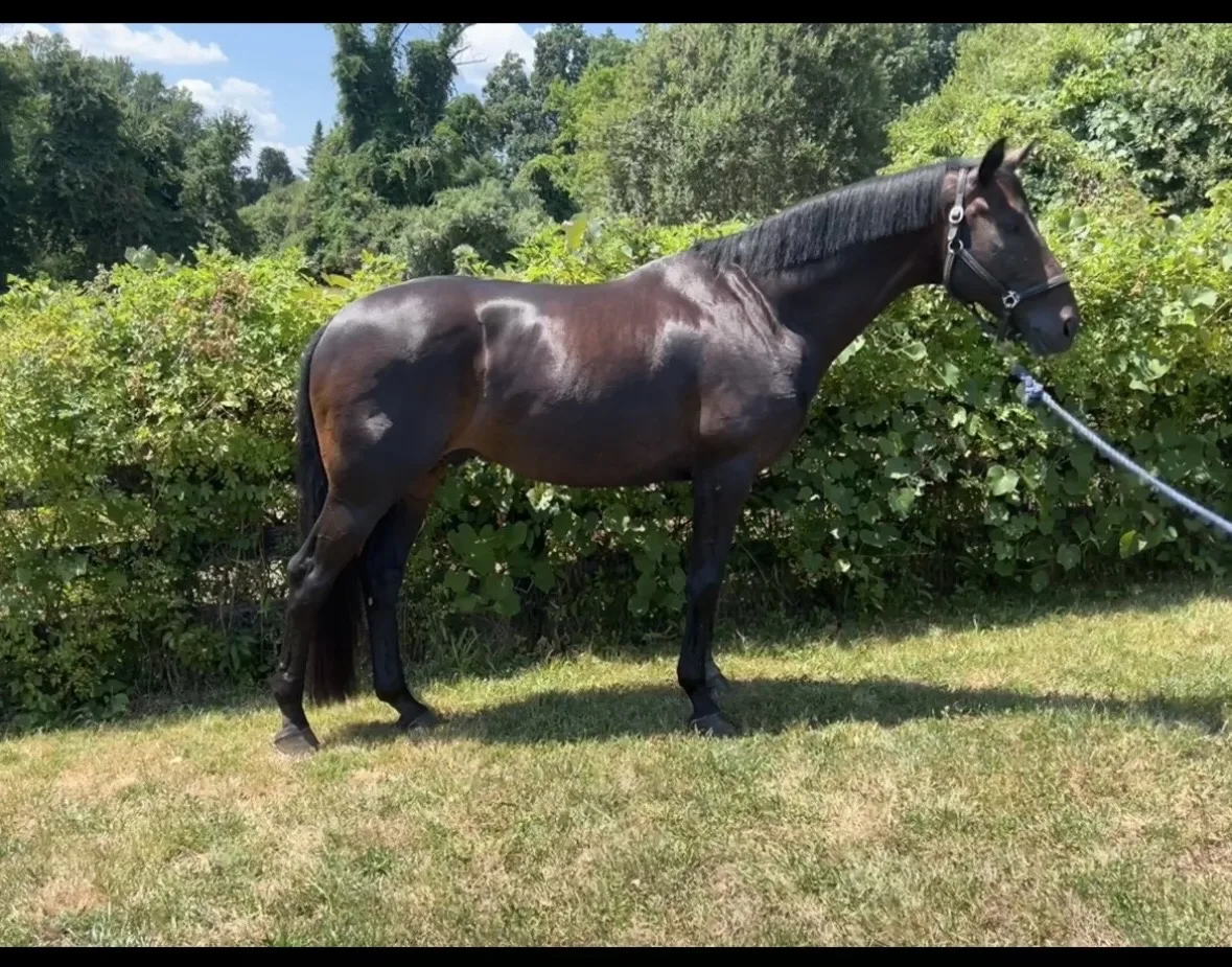 MW Fabulous, sold in 2022