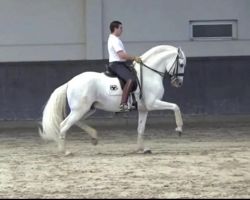 Assirio, sold in 2024